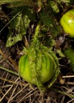 Solanum macrocarpon