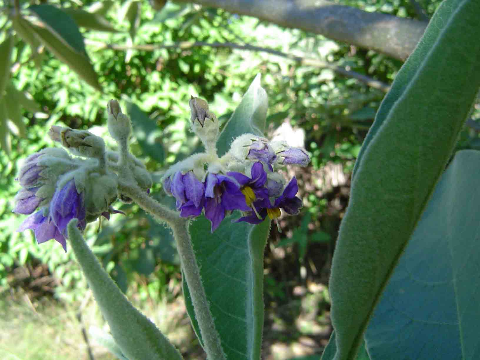 Solanum mauritianum Solanum mauritianum