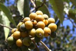 Solanum mauritianum