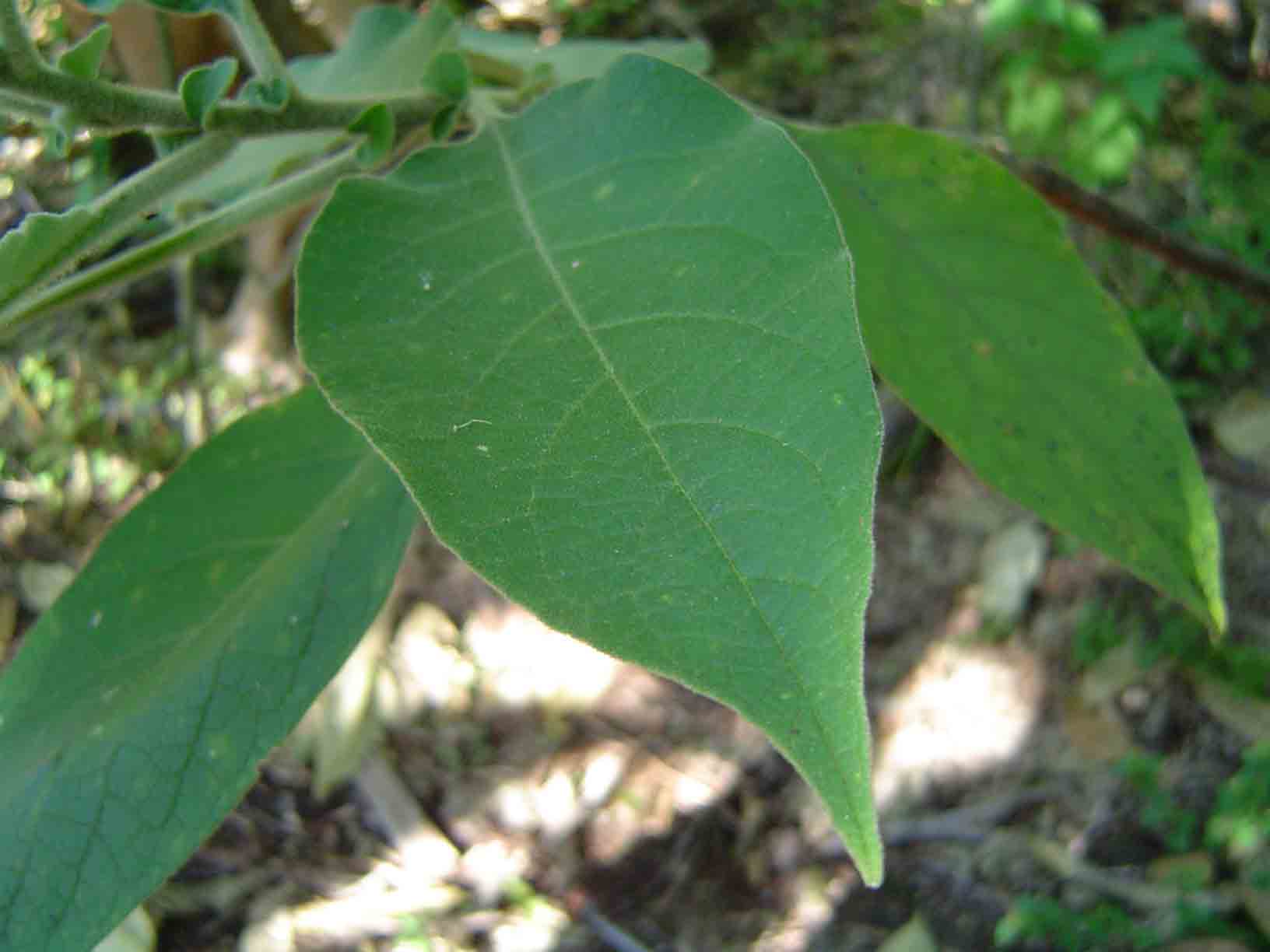Solanum mauritianum Solanum mauritianum
