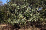 Solanum mauritianum