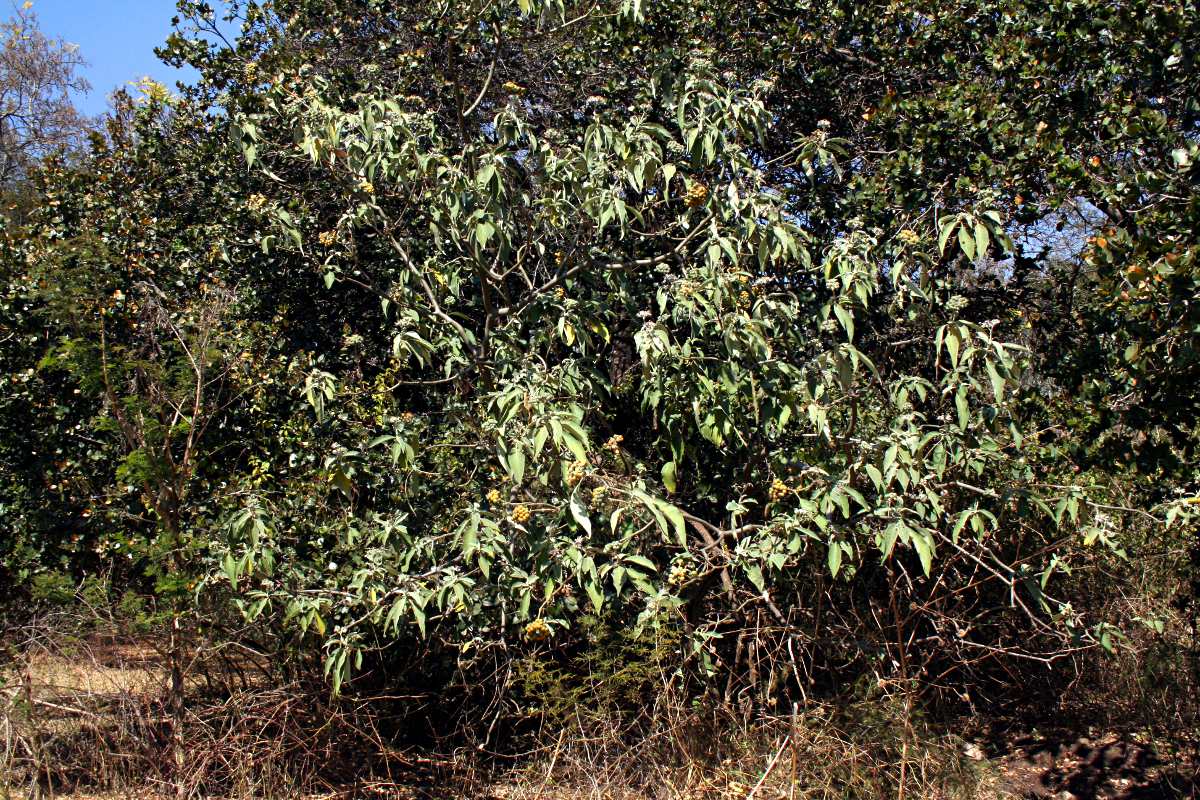 Solanum mauritianum