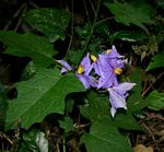 Solanum richardii