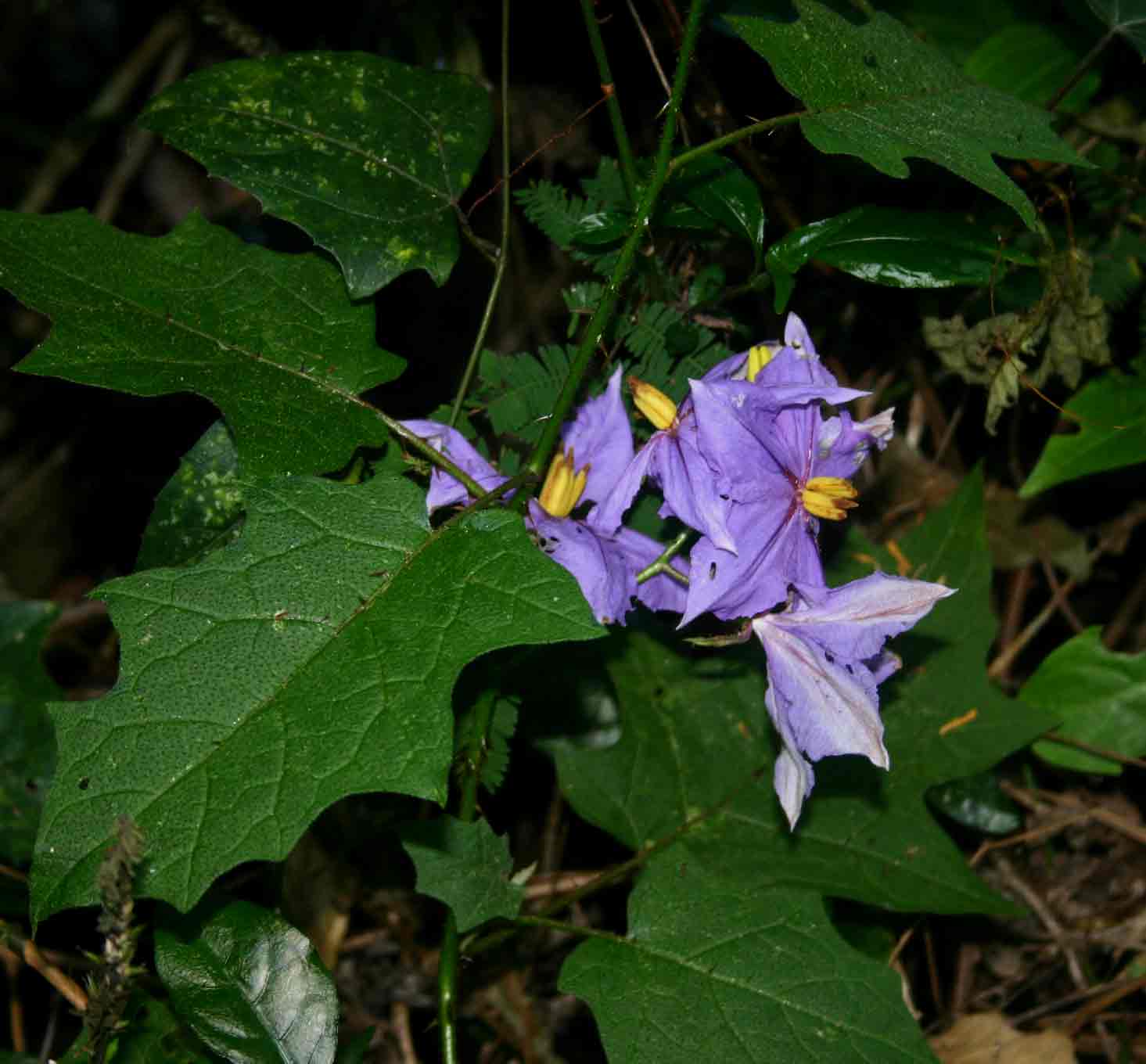 Solanum richardii Solanum richardii