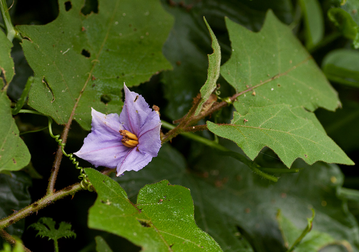 Solanum richardii Solanum richardii