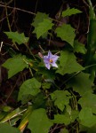 Solanum richardii