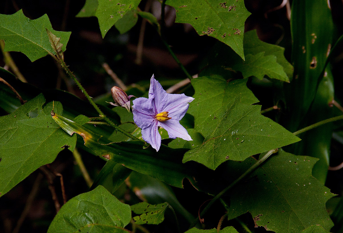Solanum richardii Solanum richardii