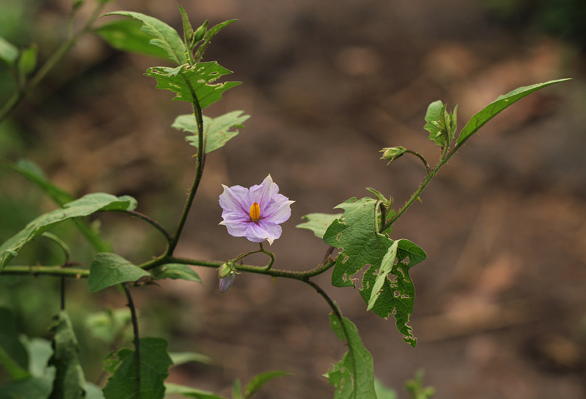 Solanum richardii Solanum richardii