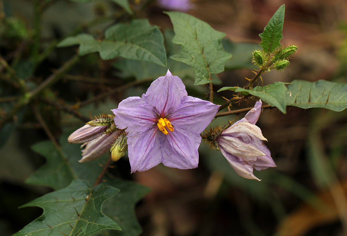 Solanum richardii Solanum richardii