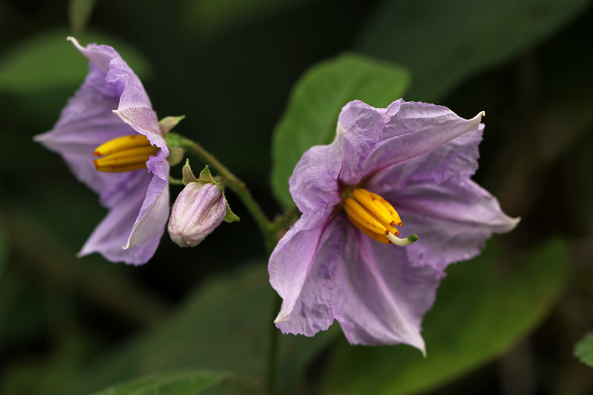 Solanum richardii Solanum richardii