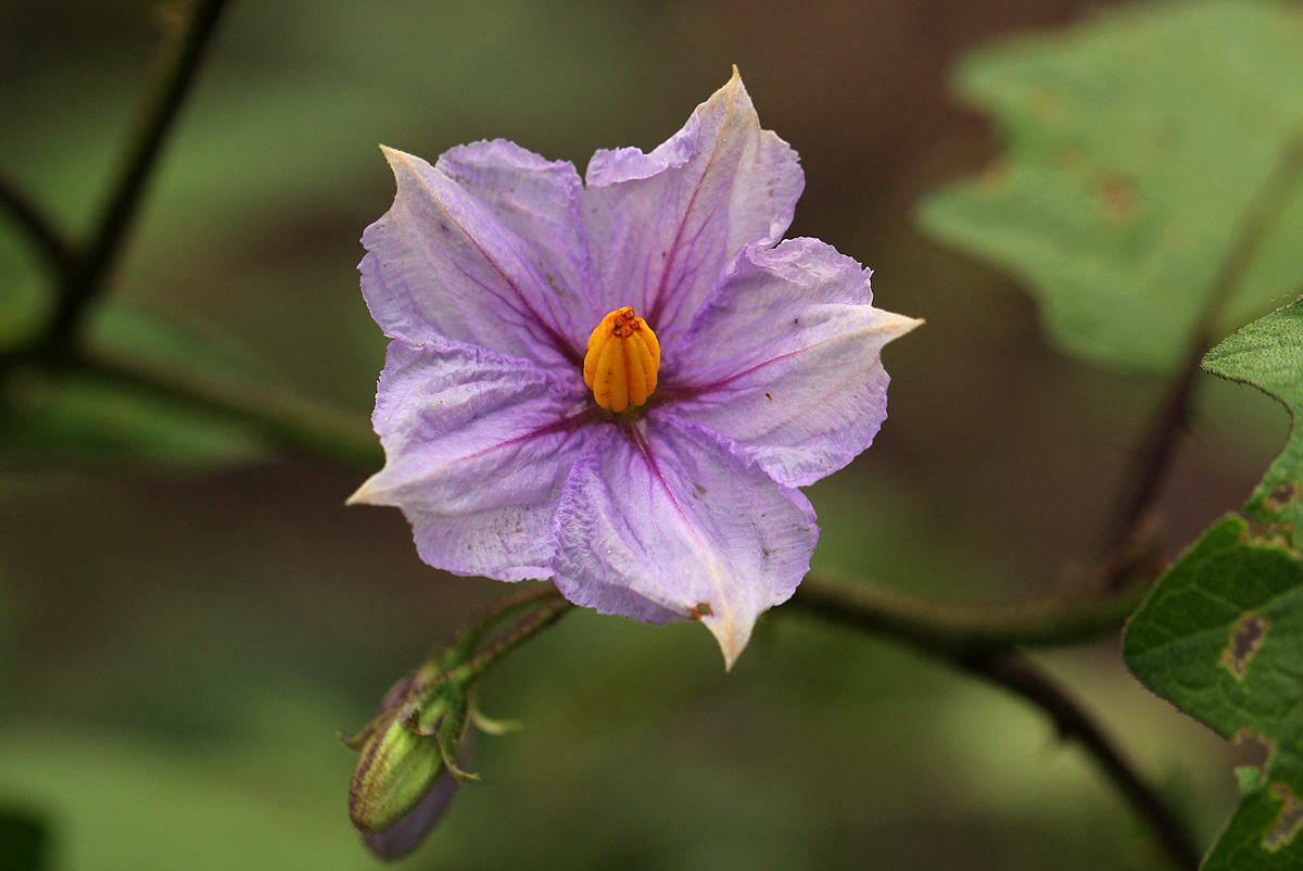 Solanum richardii Solanum richardii