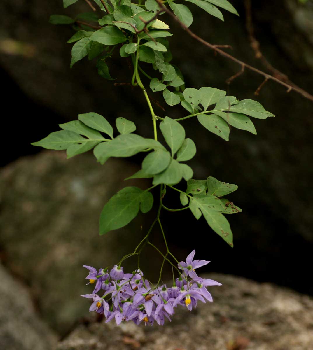 Solanum seaforthianum Solanum seaforthianum