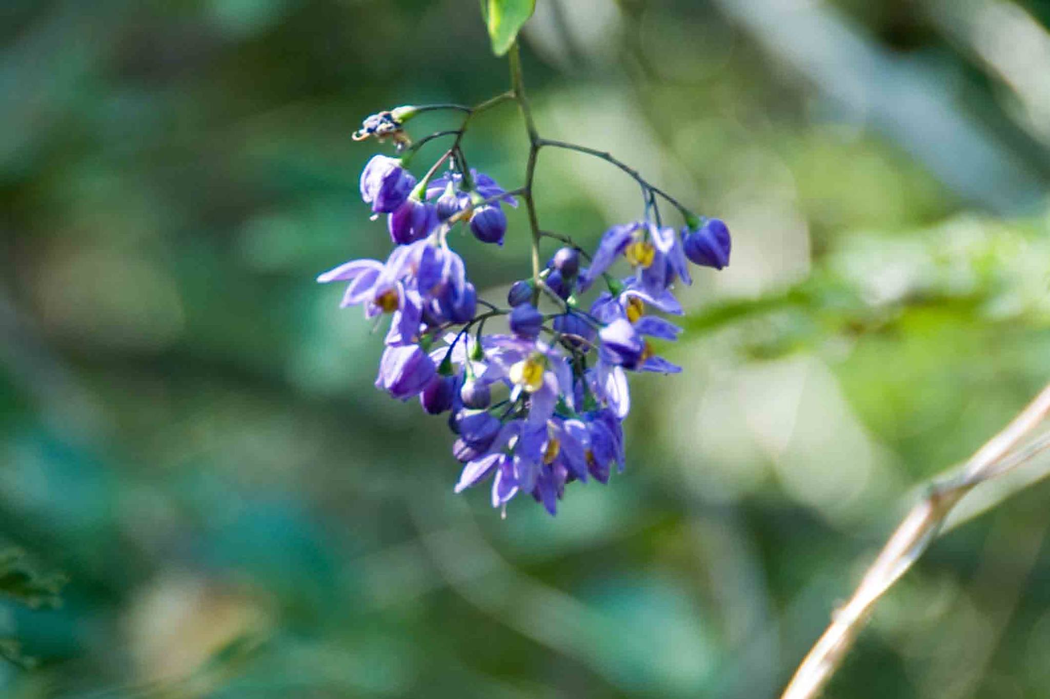 Solanum seaforthianum