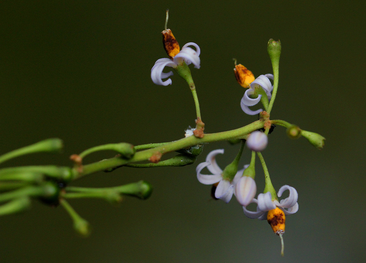 Solanum terminale Solanum terminale