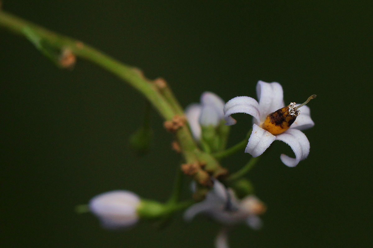Solanum terminale