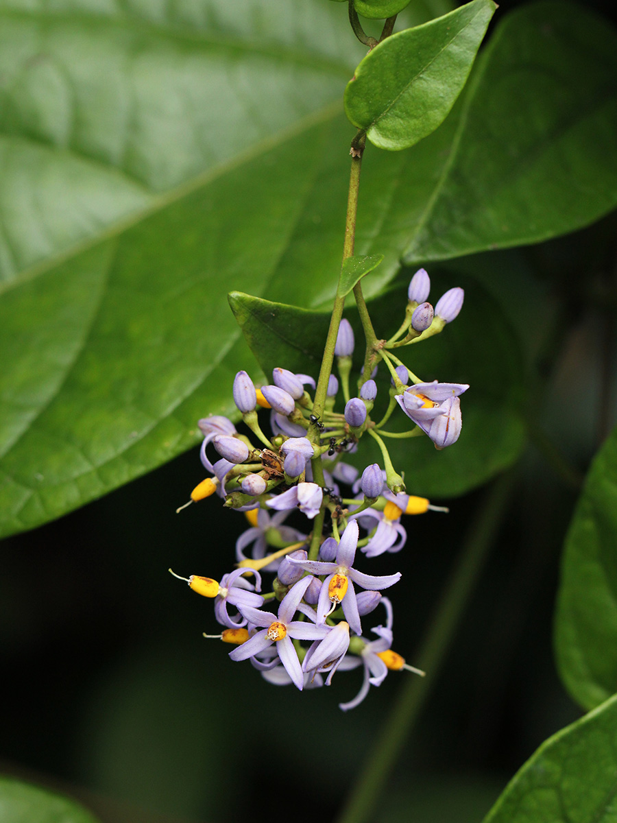 Solanum terminale Solanum terminale