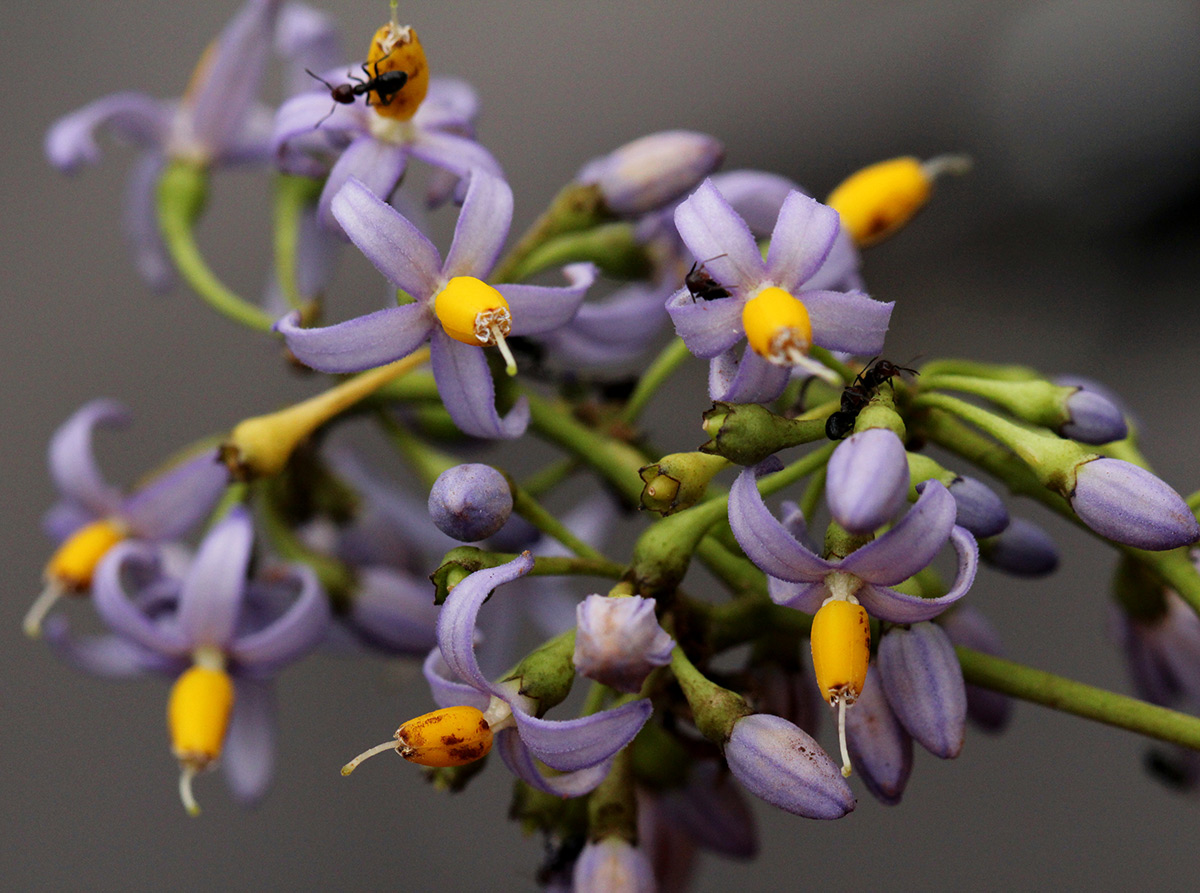 Solanum terminale Solanum terminale