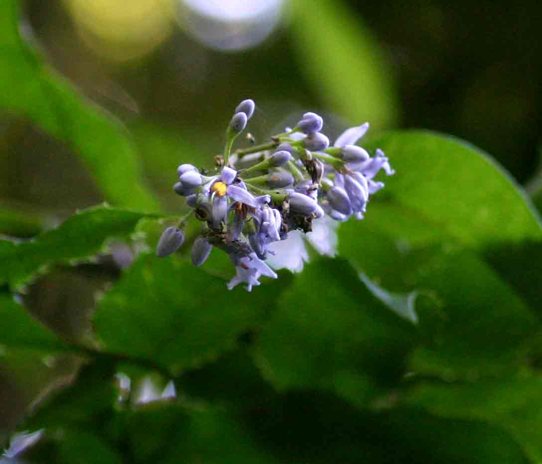 Solanum terminale Solanum terminale
