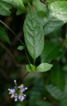 Solanum terminale