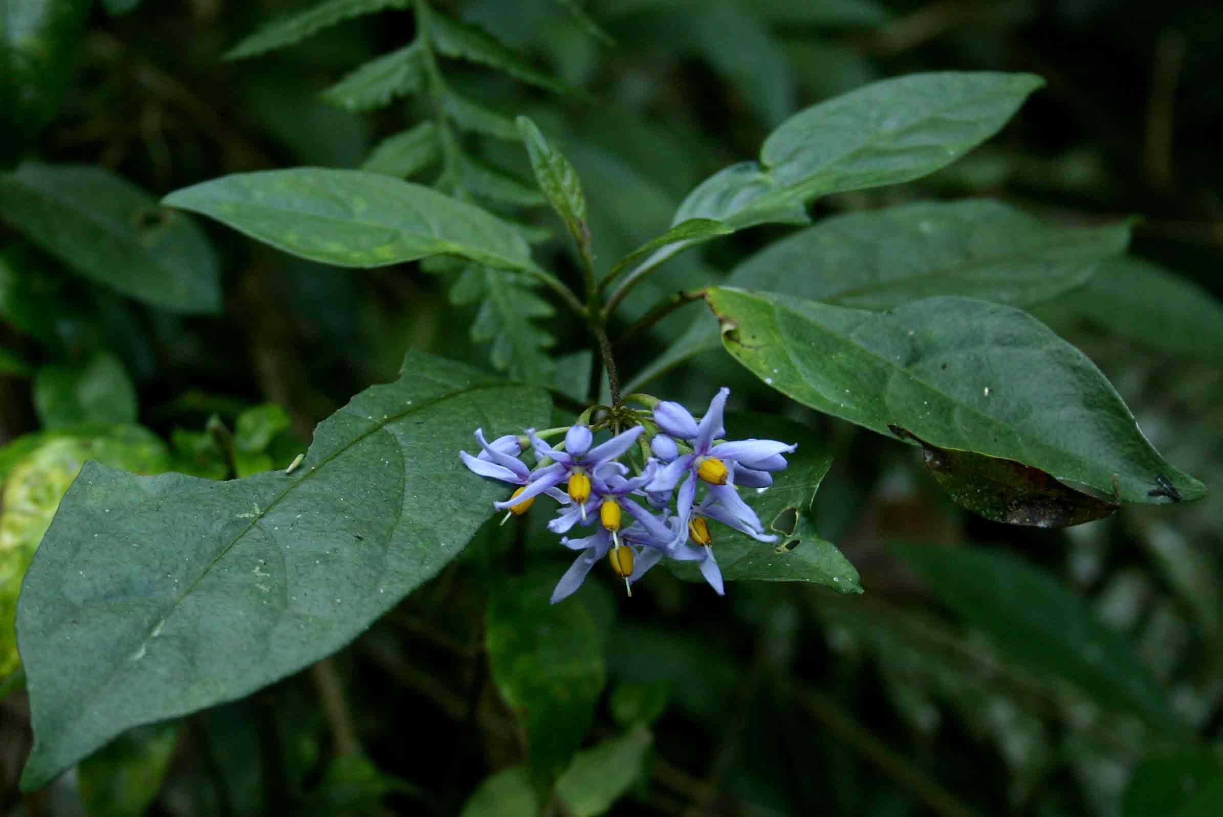 Solanum terminale