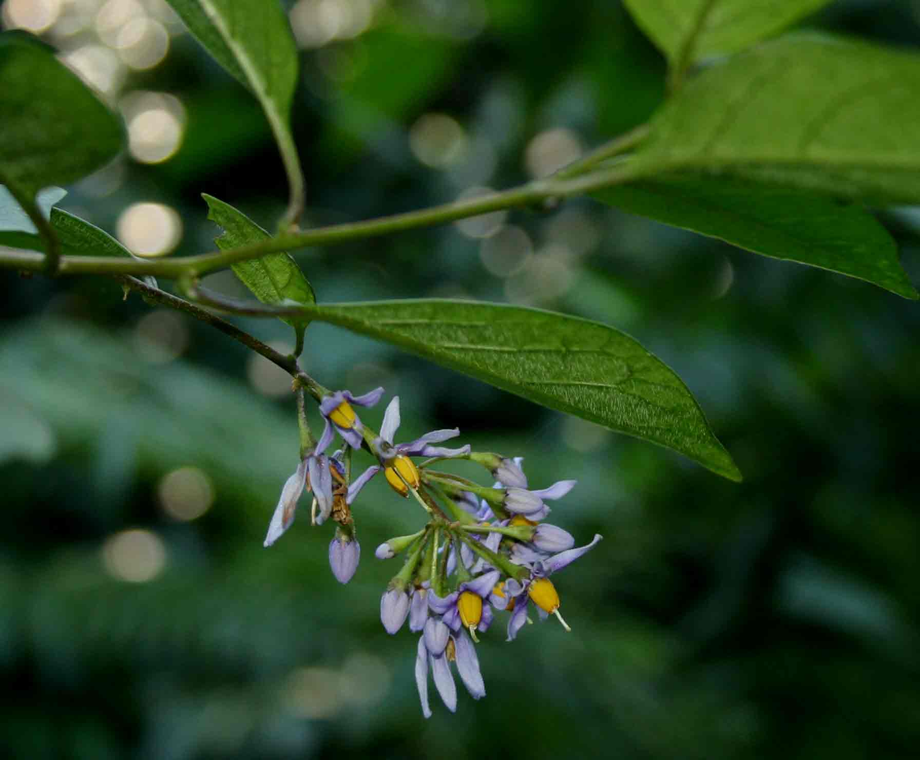 Solanum terminale