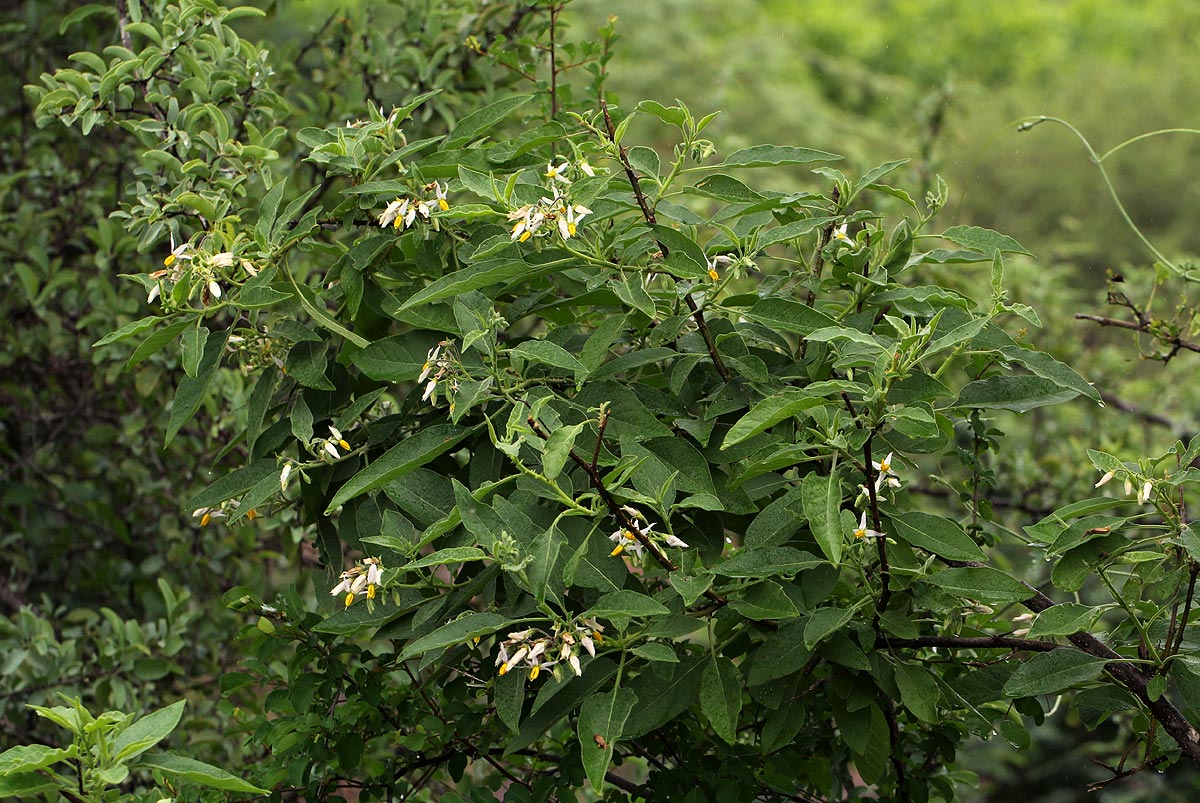 Solanum tettense var. tettense