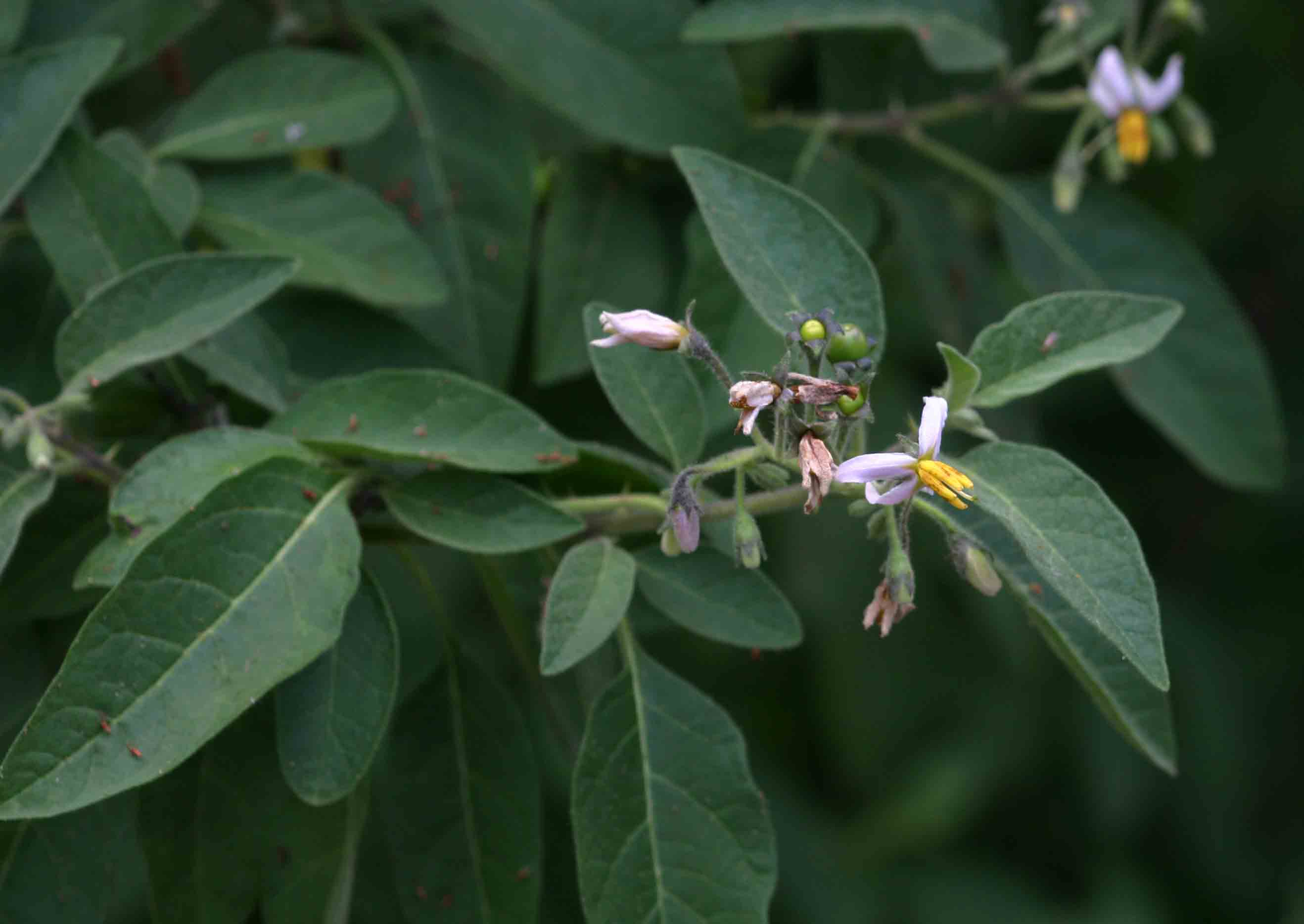 Solanum tettense var. tettense Solanum tettense var. tettense