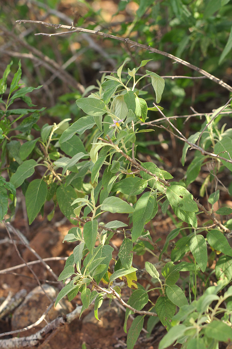 Solanum tettense var. tettense Solanum tettense var. tettense