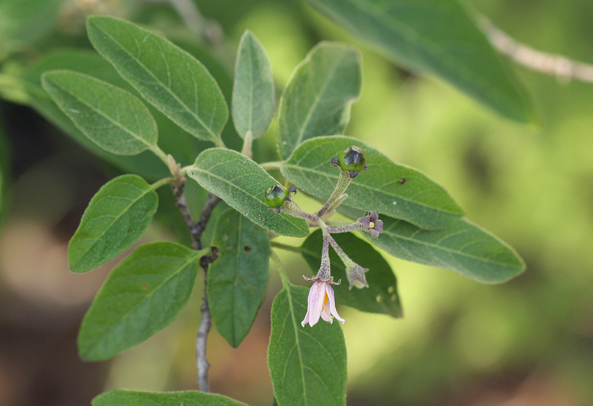 Solanum tettense var. tettense Solanum tettense var. tettense