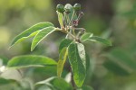 Solanum tettense var. tettense