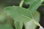 Solanum tettense var. tettense