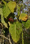 Solanum betaceum