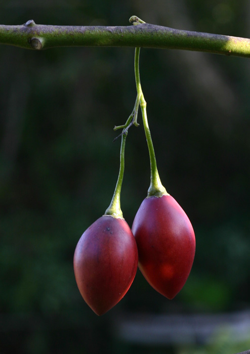 Solanum betaceum