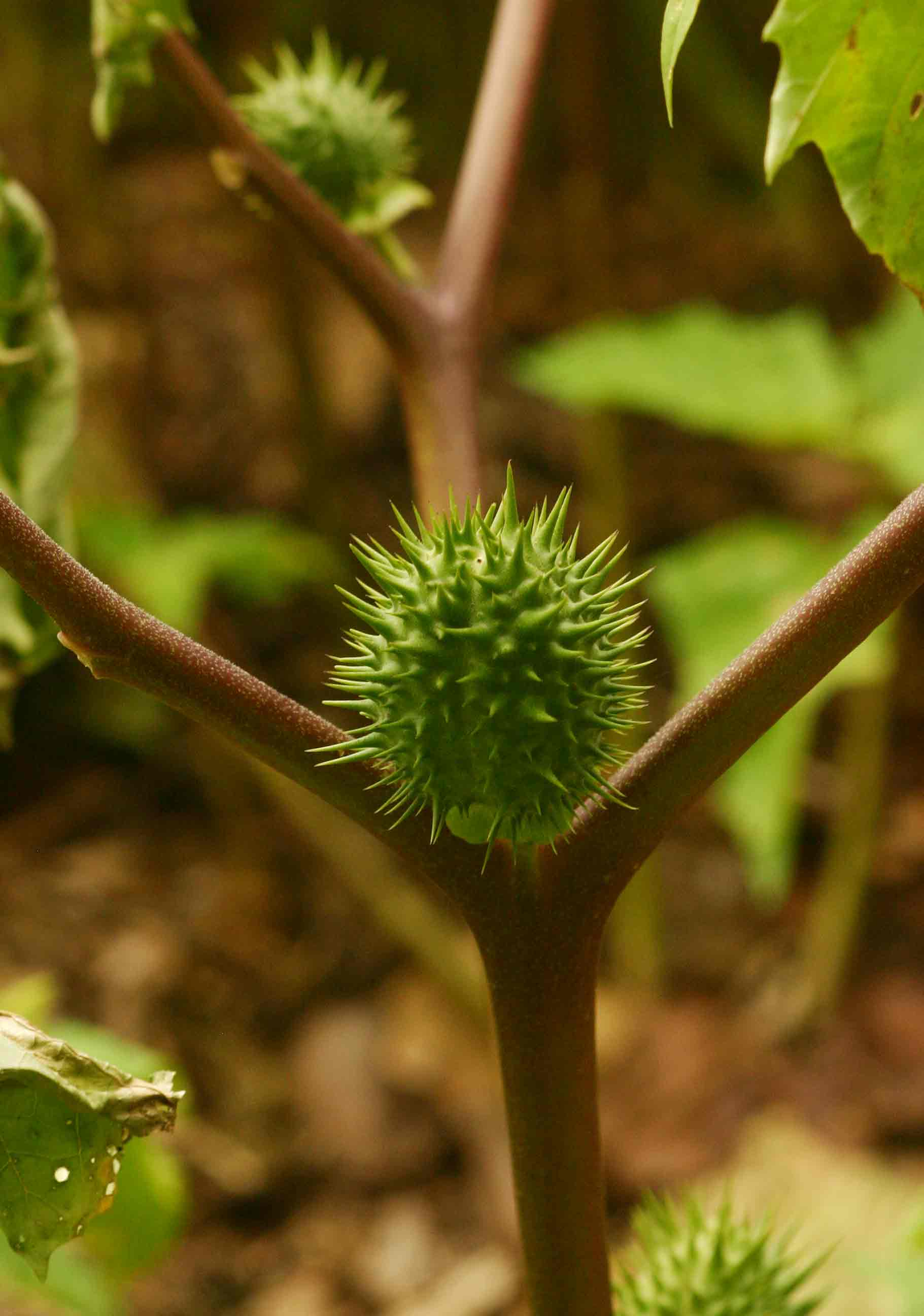 Datura stramonium Datura stramonium
