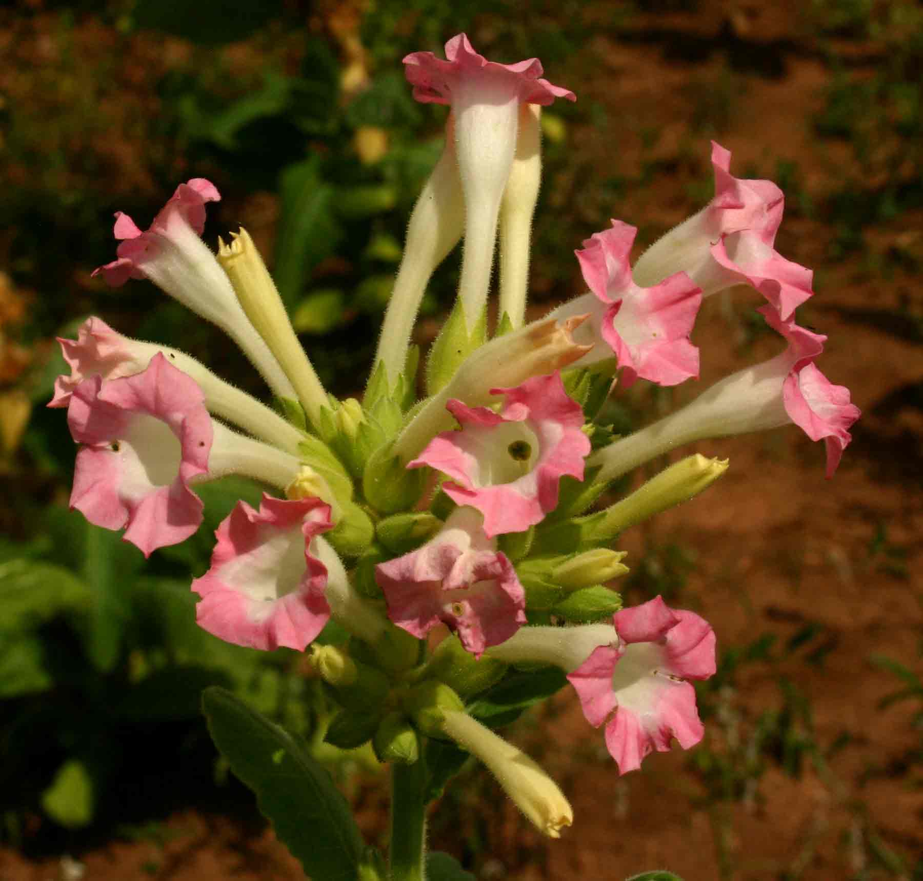 Nicotiana tabacum Nicotiana tabacum