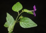 Browallia americana