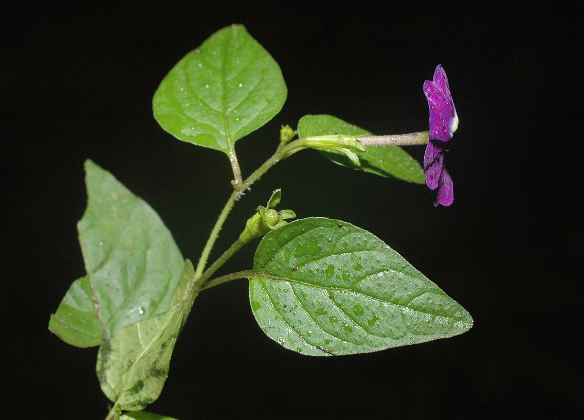 Browallia americana Browallia americana