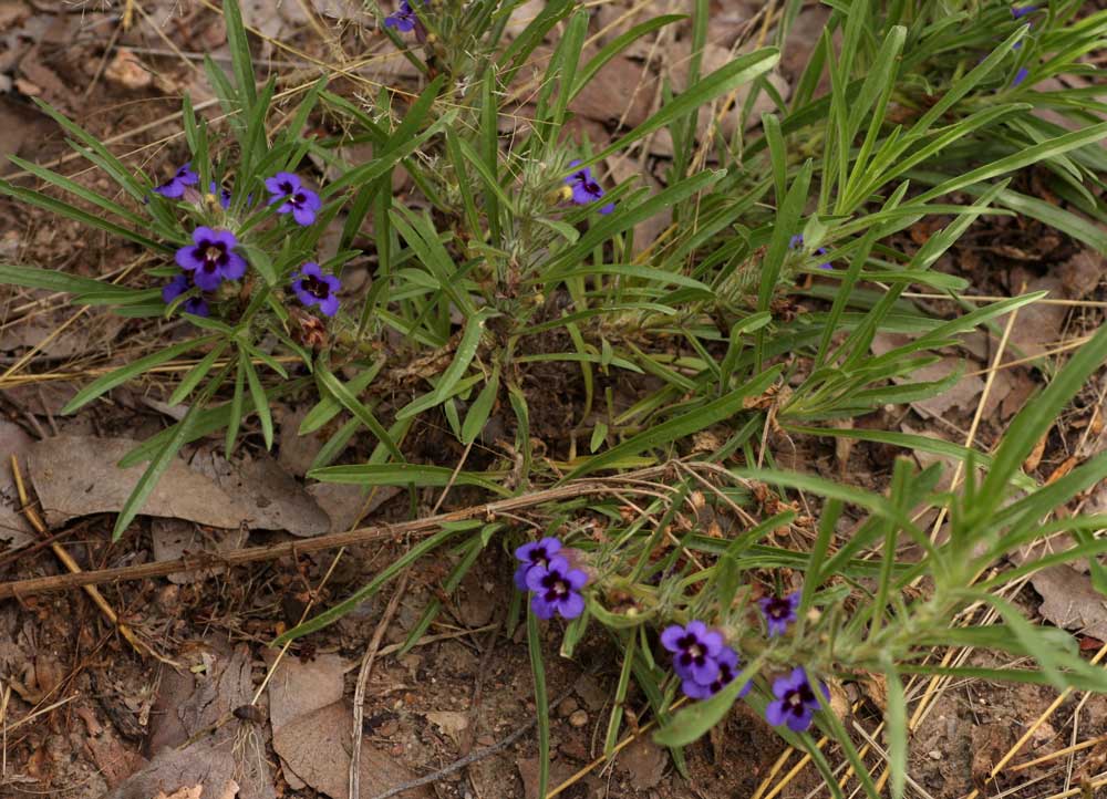 Aptosimum lineare Aptosimum lineare