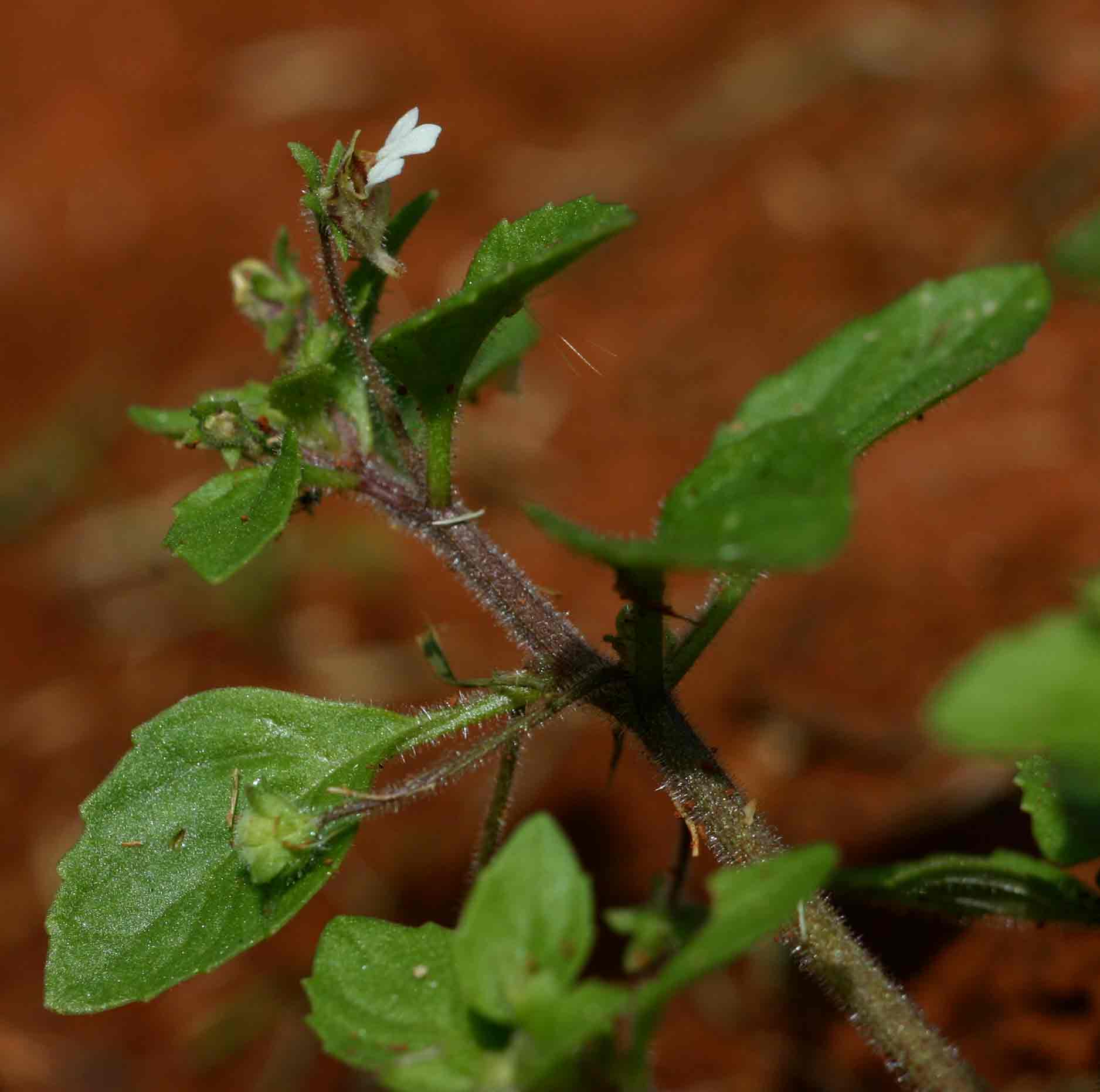 Diclis ovata Diclis ovata