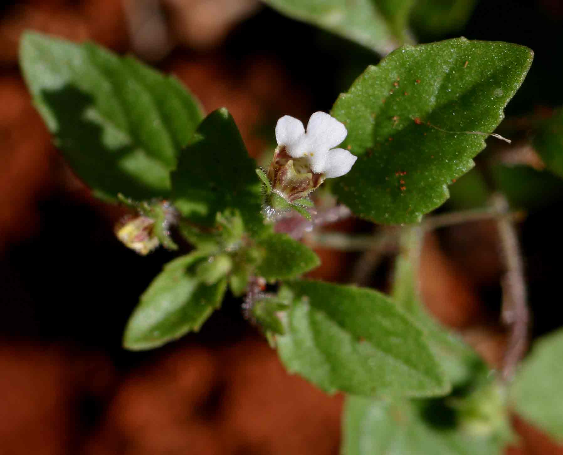 Diclis ovata Diclis ovata