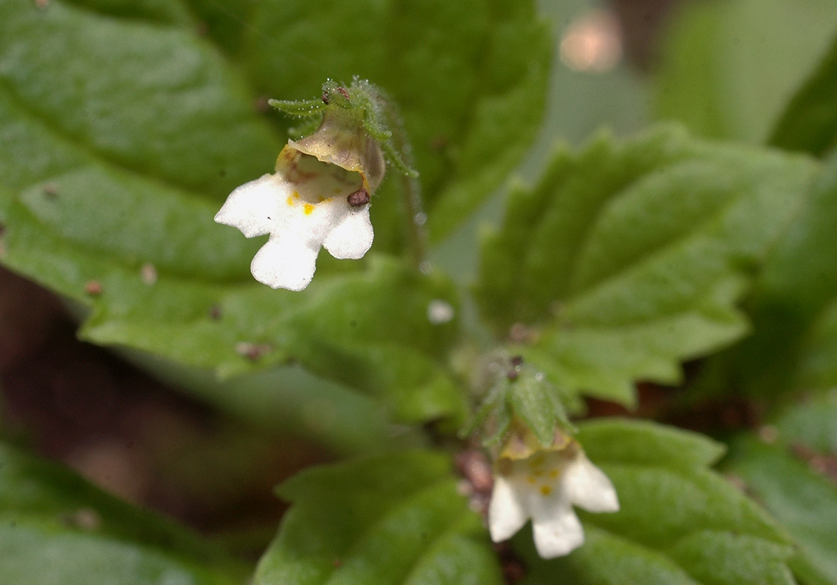 Diclis ovata Diclis ovata