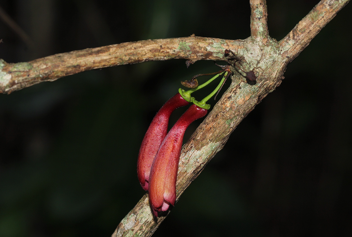 Halleria lucida Halleria lucida