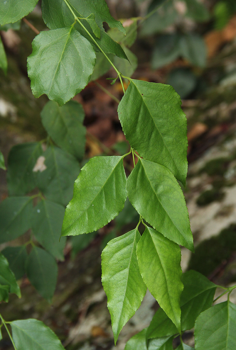 Halleria lucida Halleria lucida
