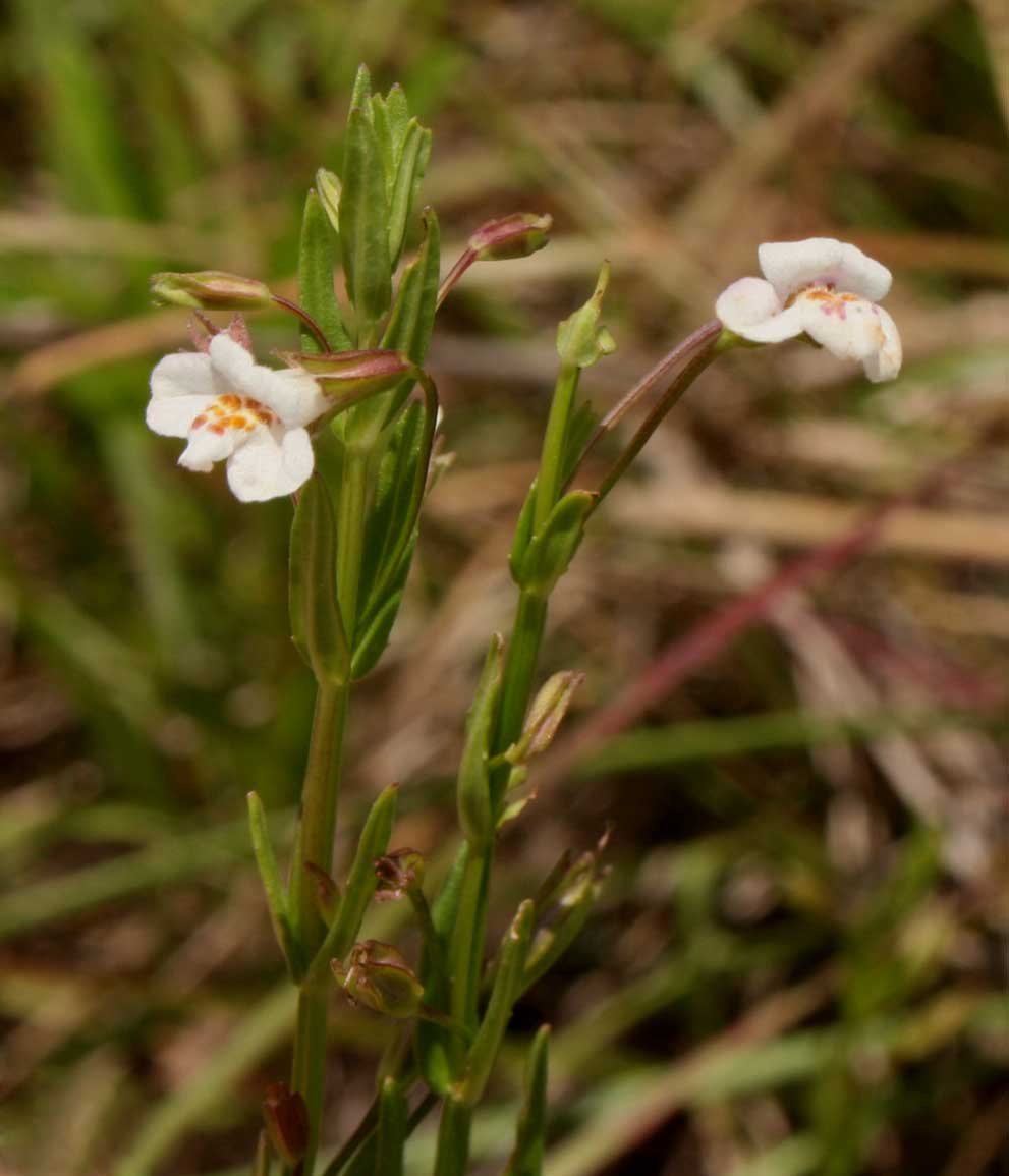 Mimulus gracilis Mimulus gracilis