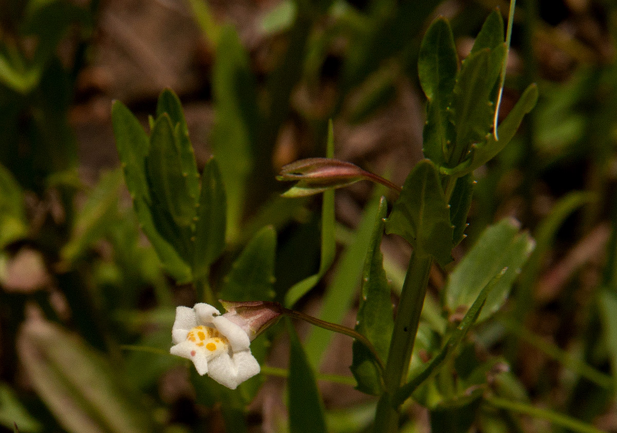 Mimulus gracilis Mimulus gracilis