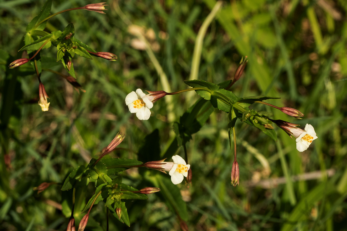 Mimulus gracilis Mimulus gracilis
