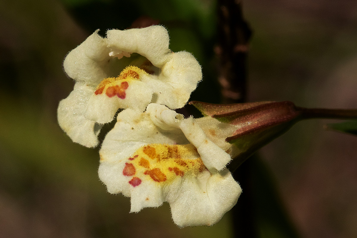 Mimulus gracilis Mimulus gracilis
