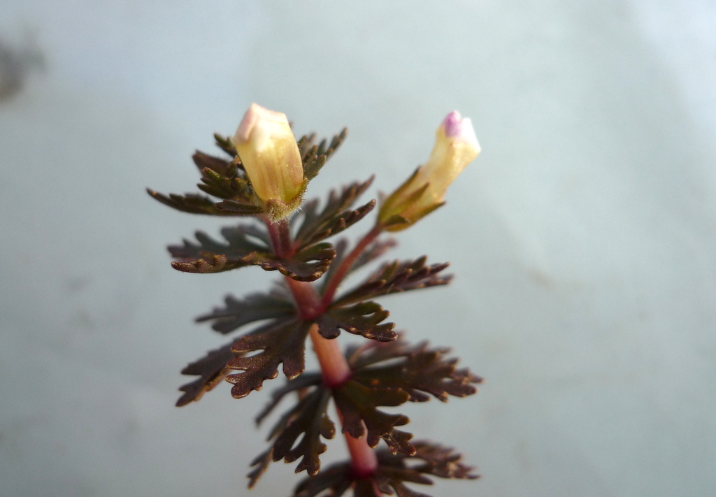 Limnophila ceratophylloides Limnophila ceratophylloides