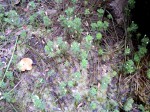 Limnophila indica