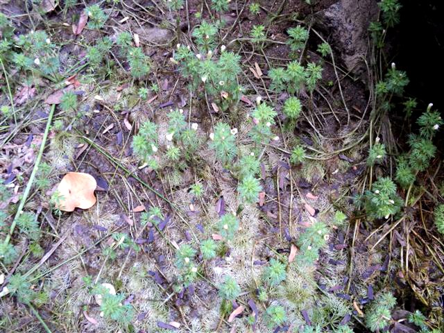 Limnophila indica Limnophila indica